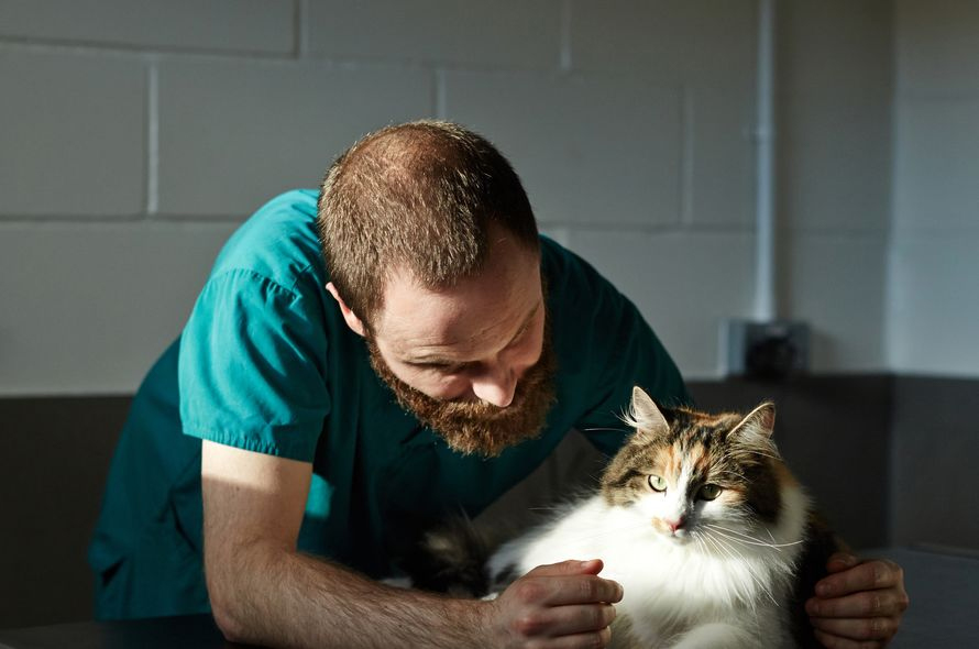 Battersea clinic staff looking after an FIV cat