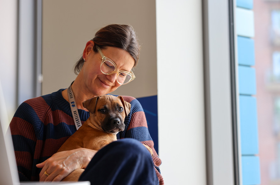Battersea employee holding a big breed puppy