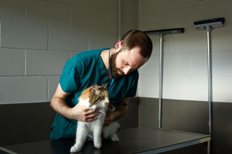 Cat Hissing and Growling? What You Need to Know - The Vets