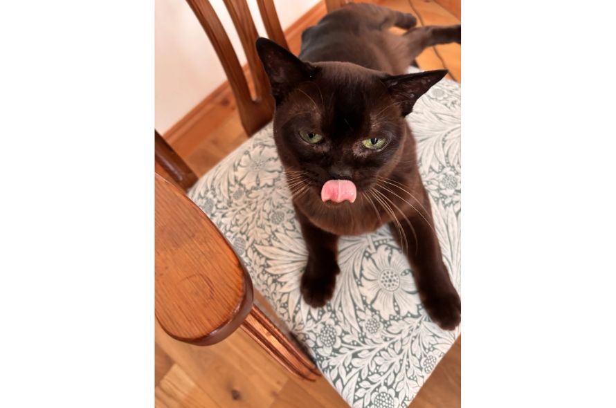 Bella: Black cat licking it's mouth
