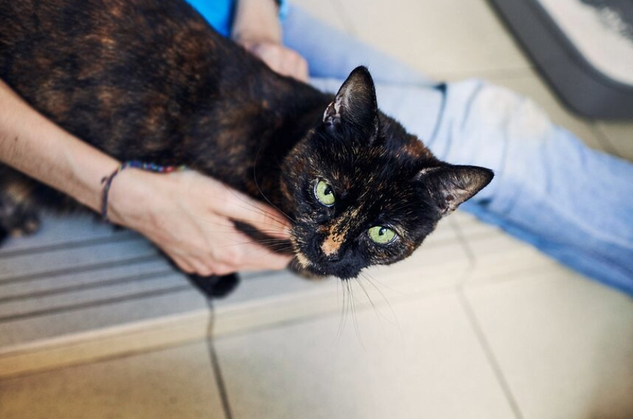 Angry cat keeps couple out of home for hours