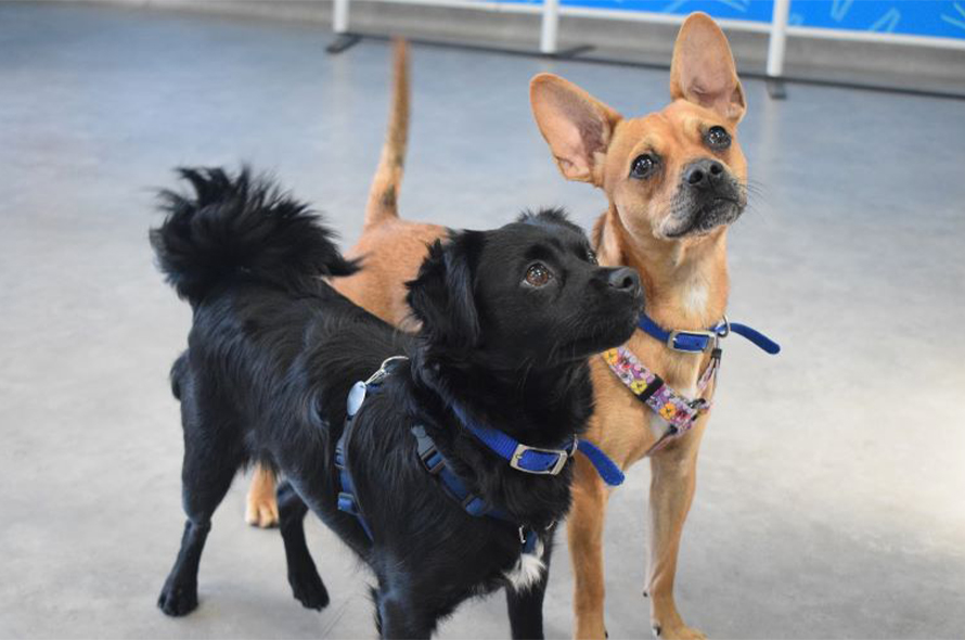 Black and brown dog looking at camera together.