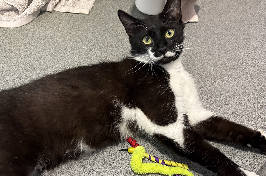Black and white cat laying down with yellow toy.