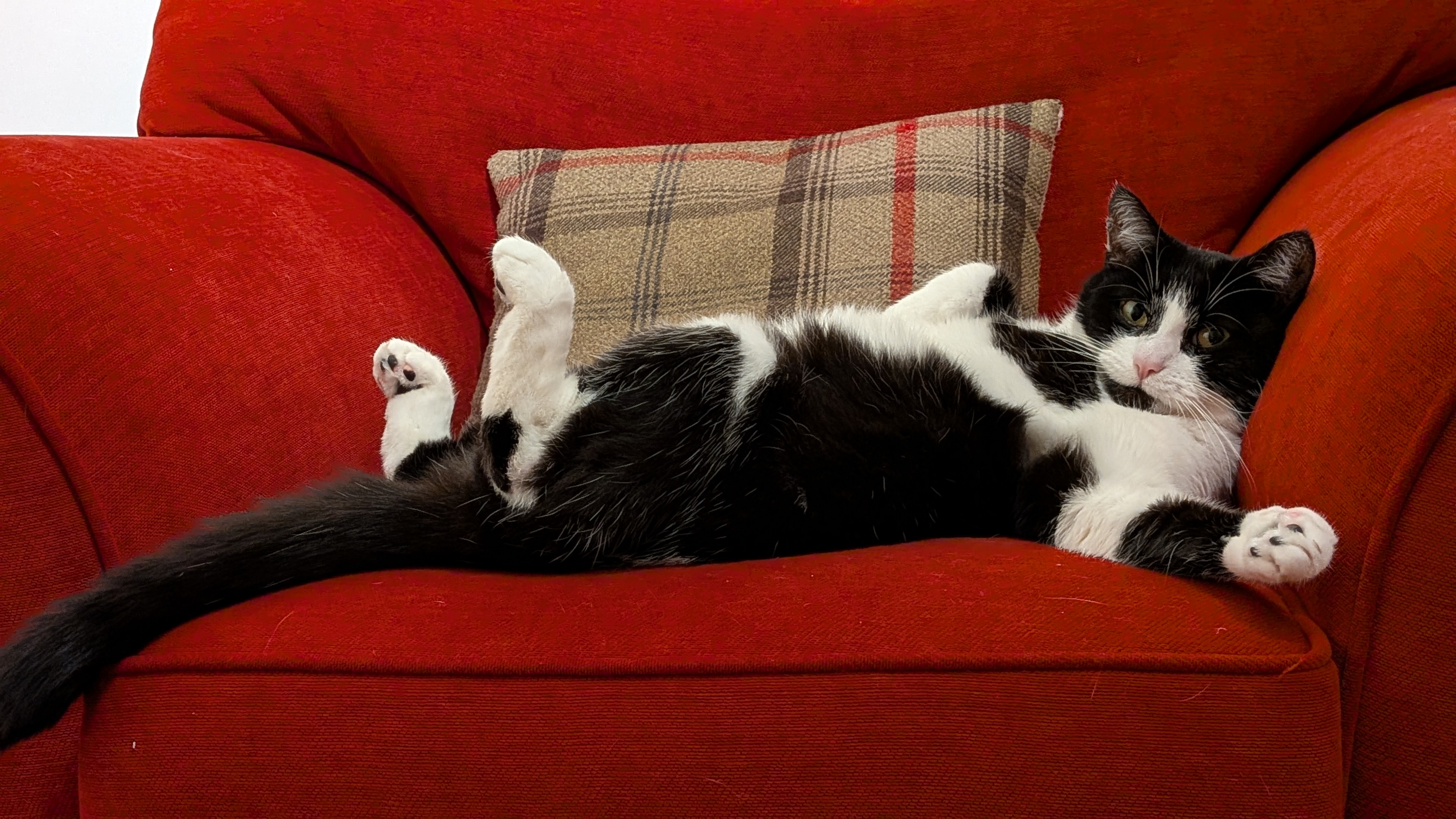 Black and white cat laying on a red couch.