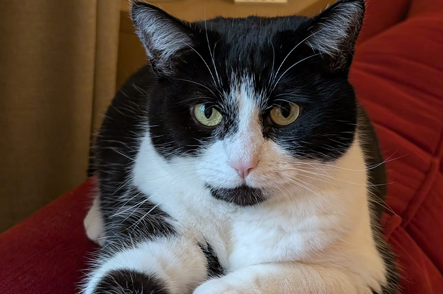 Black and white cat looking at camera. 
