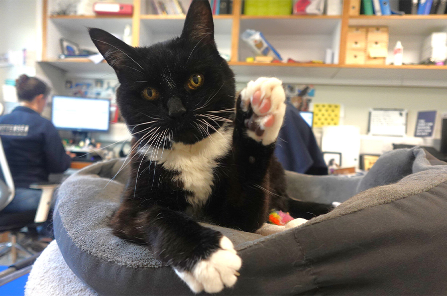 Black and white cat with paw up.
