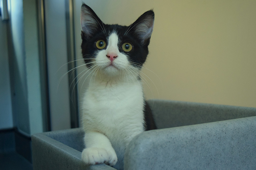 Black and white kitten sat up