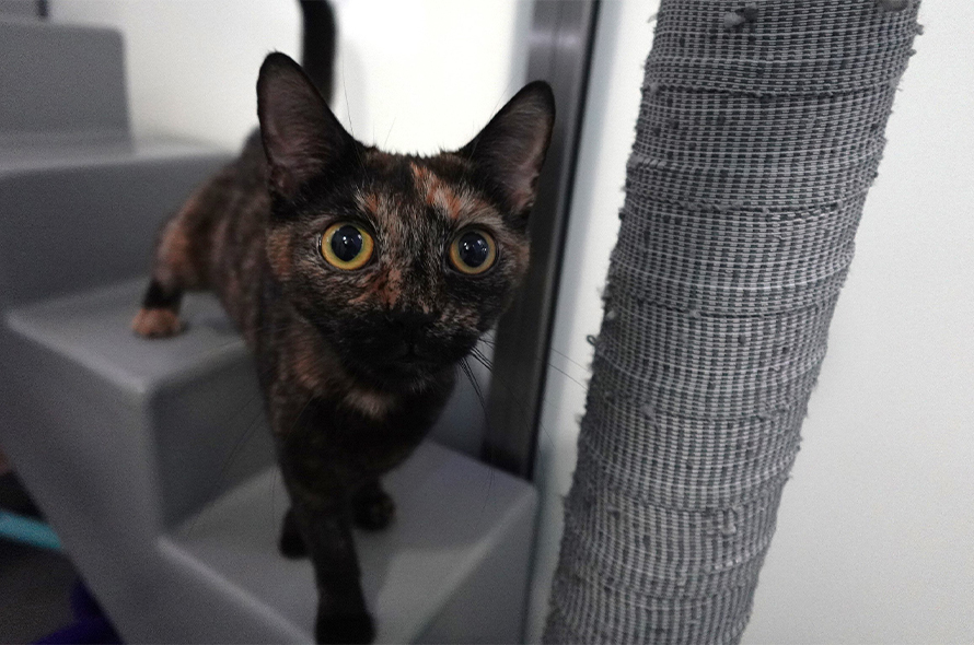 Black and brown cat looking at camera.