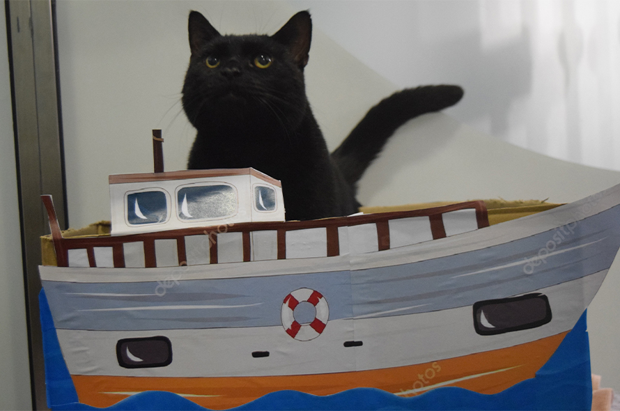 Black cat on a boat.
