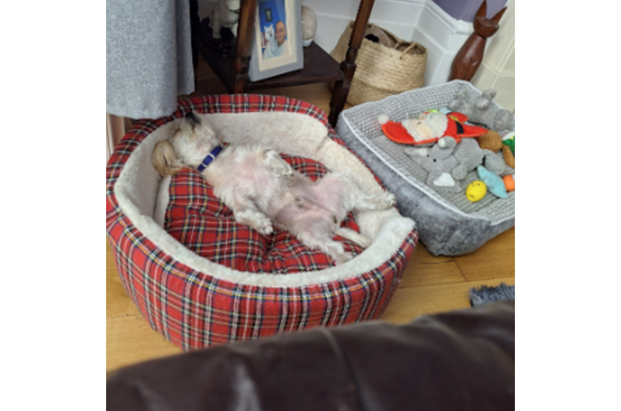 Small white dog laying on his back asleep