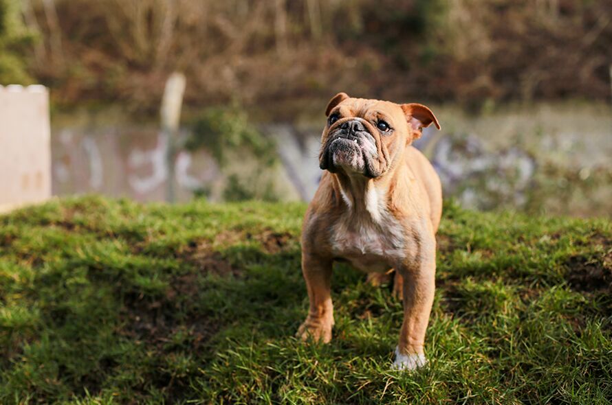 How to Stop a Dog from Digging