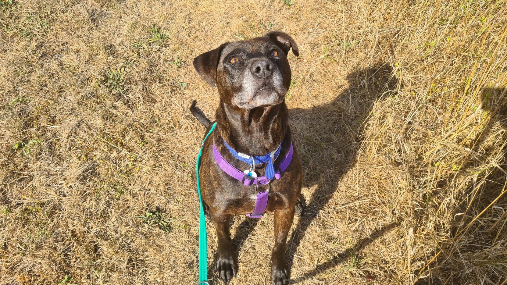 Brown dog looking at camera.