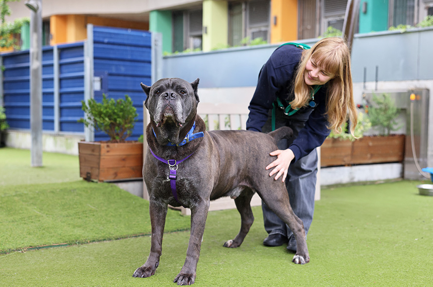 Cane Corso standing up getting bum scratches