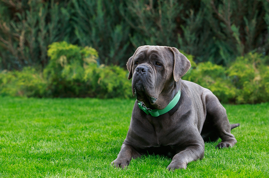 Cane Corso laying on the grass