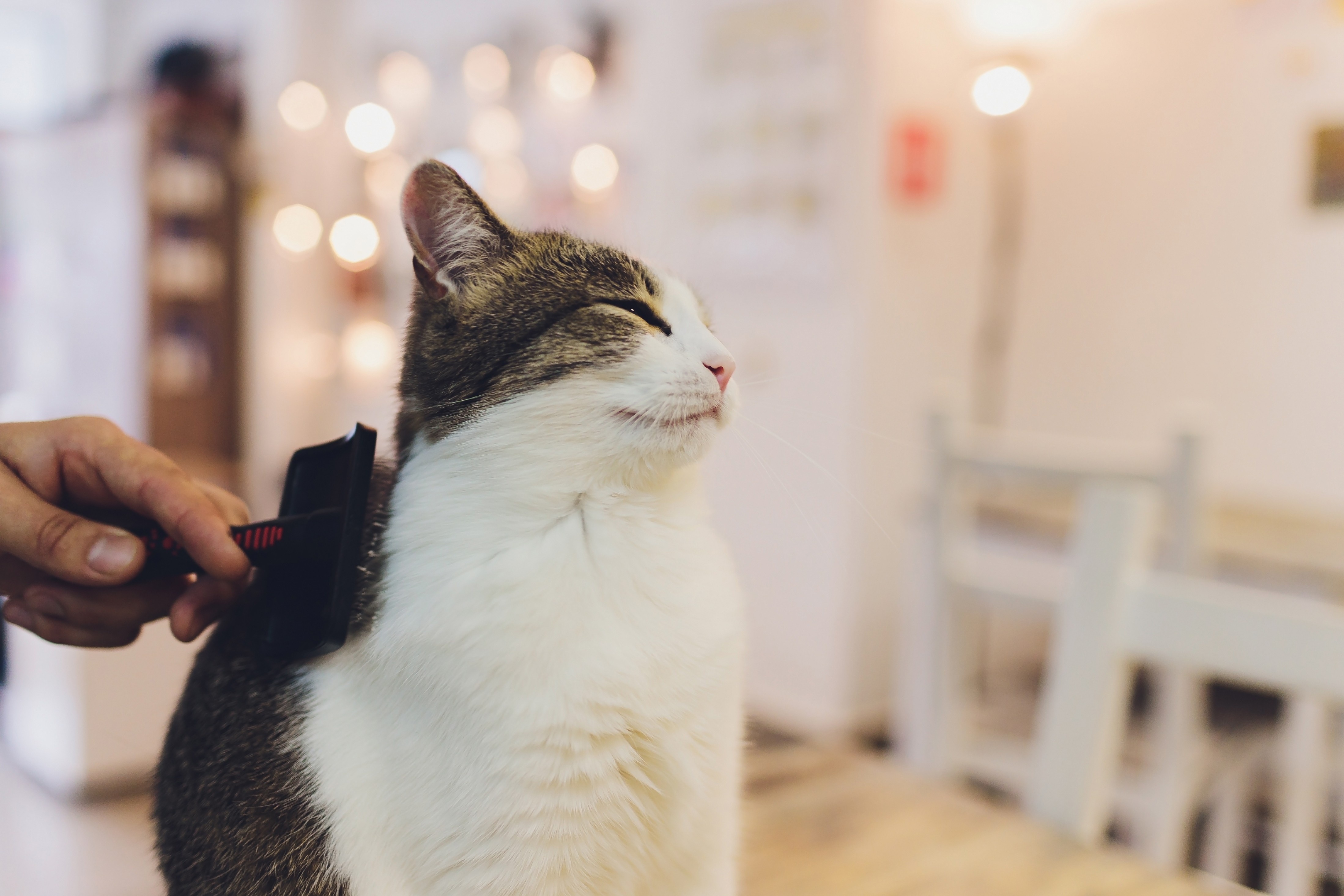 Cat getting brushed.