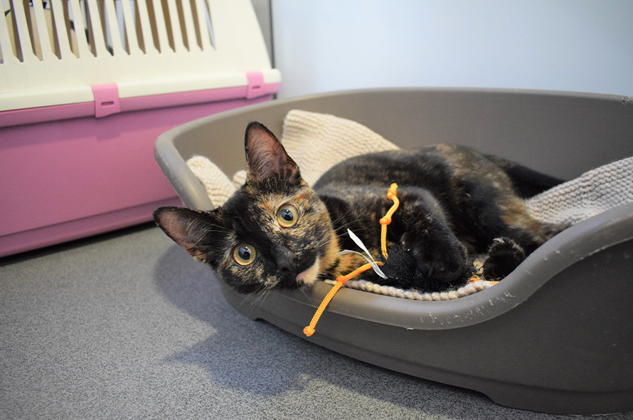 Cat laying on side in cat bed