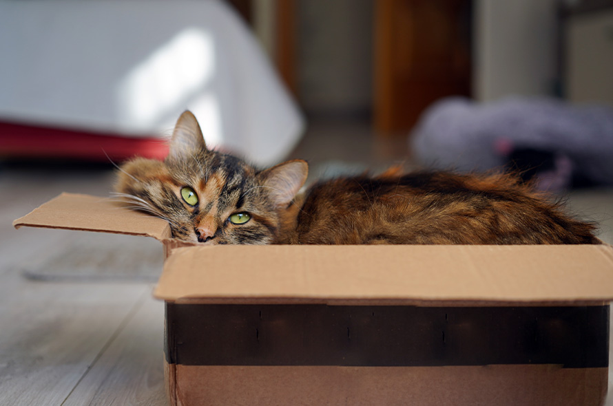 Cat sat in a cardboard box