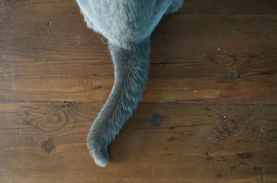 Cat sitting on a wooden floor