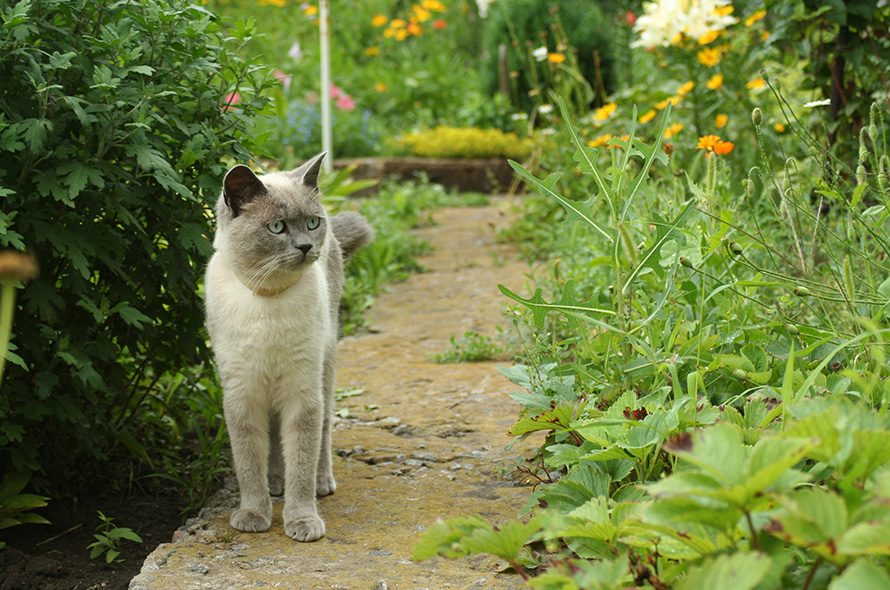 Cat standing in a garden