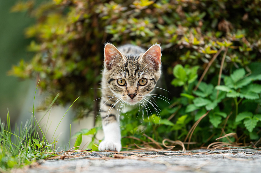 Cat walking outside in the garden