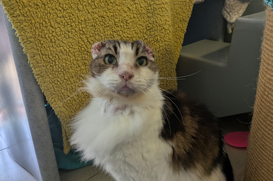 Cat without their ears due to sun damage