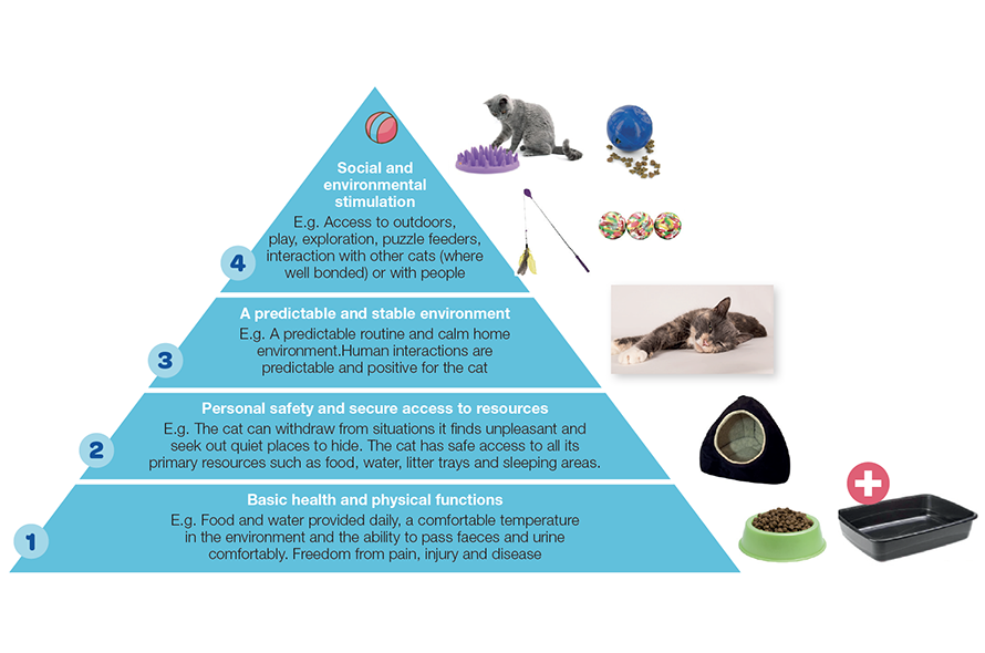 Diagram showing the hierarchy of cats needs which is described below