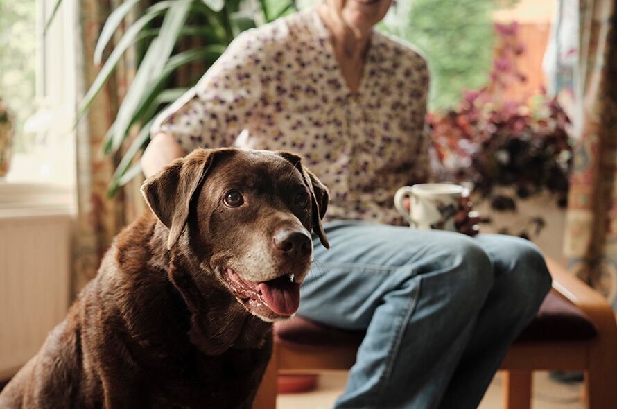 Brown dog in a house with its owner