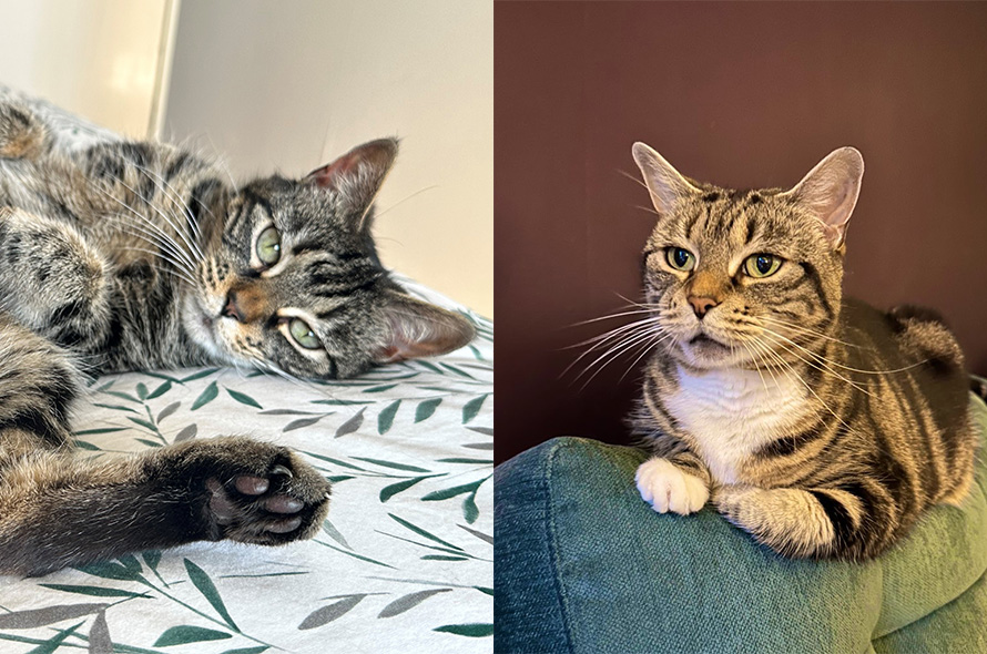 Image of two cats: One laying down on a bed and the other is back on the back of a sofa