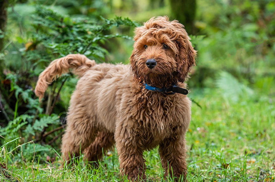 Cockapoo standing in a woods