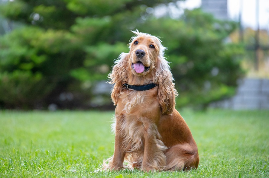 Cocker Spaniel sitting in a field