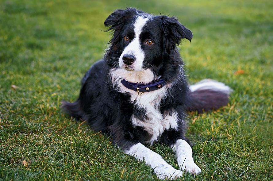 Border Collie laying on grass