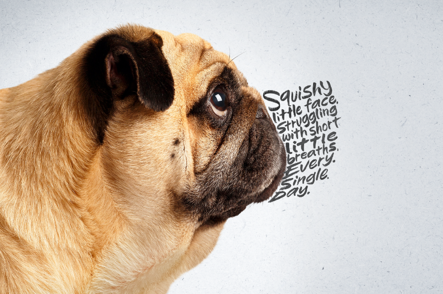 A pug looking side ways. The text where their snout should be reads "Squiashy little face, struggling with short little breaths. Every. Single. Day."