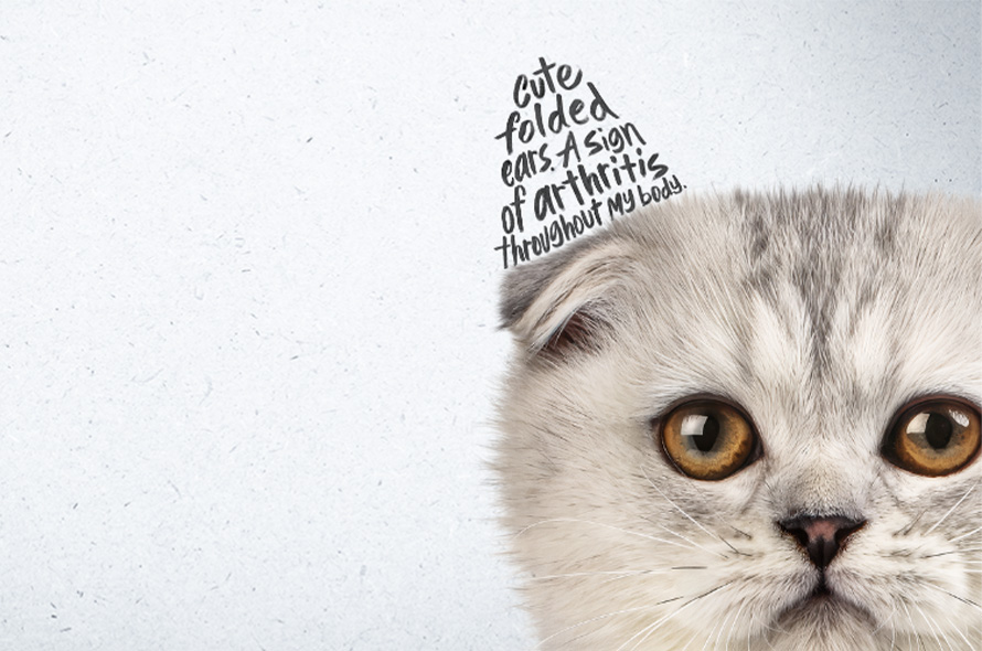 Scottish fold cat. Text where ear should be reads "Cute folded ears. A sign of arthritis throughout my body."
