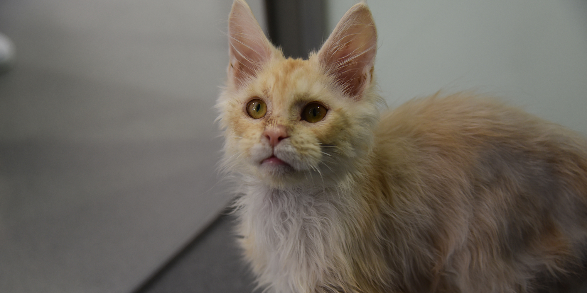 Cricket the cat after being found by a member of the public.