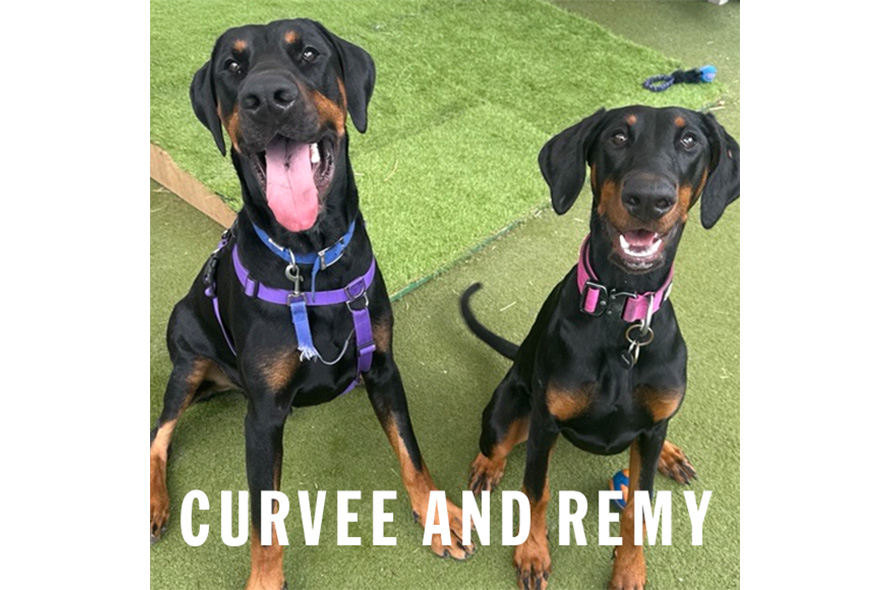 Two Dobermans sitting and smiling at the camera