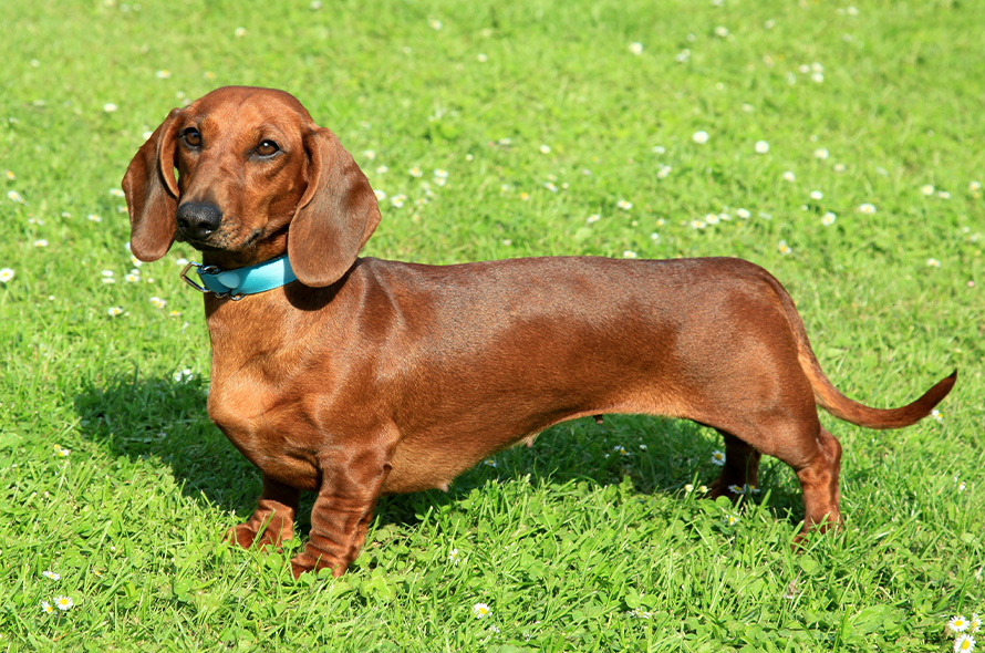 Dachshund standing in grass