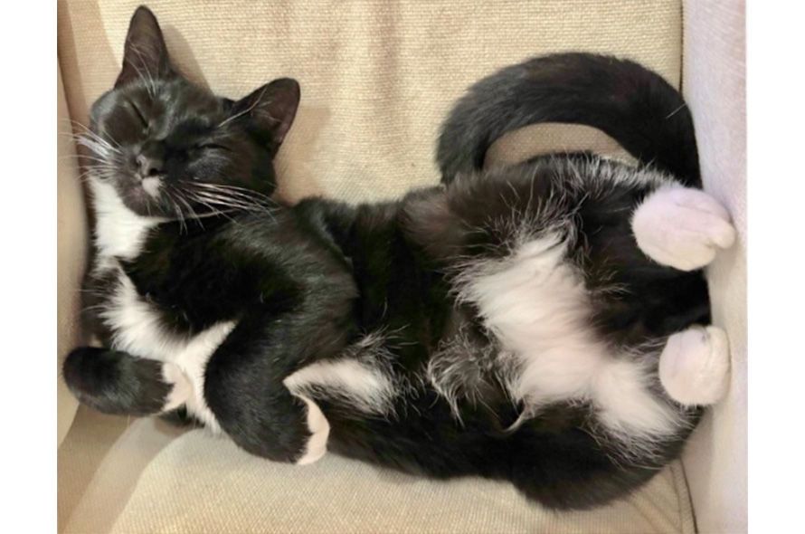 Black and white cat asleep on their back