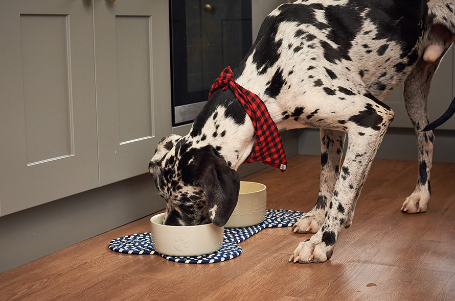 Dog eating out of a bowl