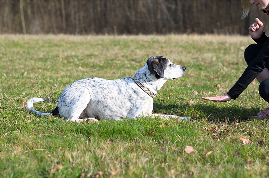 Dog laying down looking at hand cue