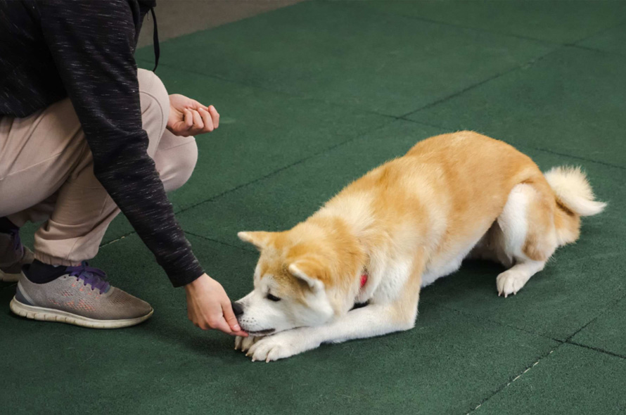 Dog laying down taking treats out of someone's hand