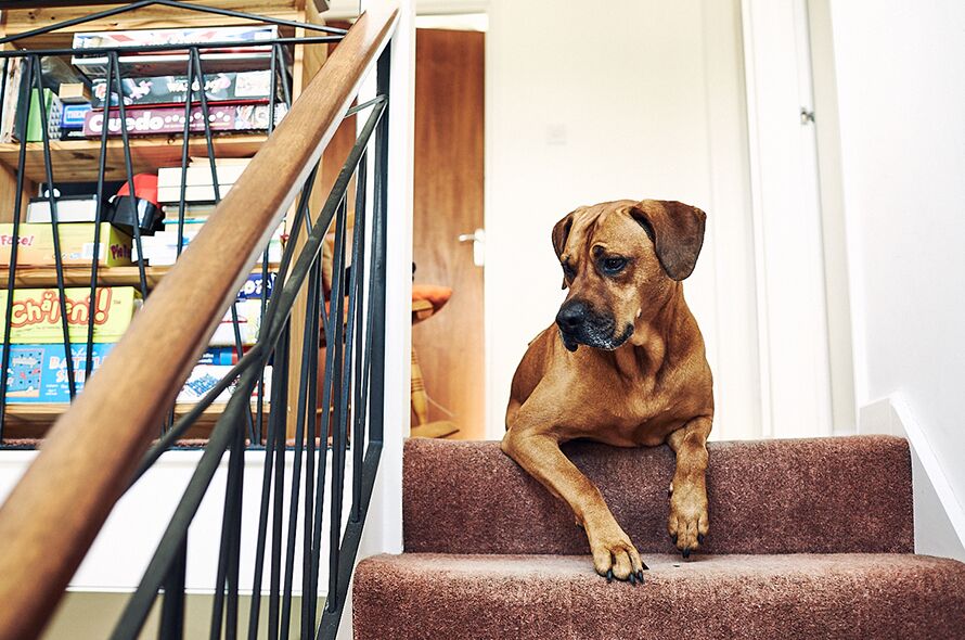 Dog sat at the top of the stairs