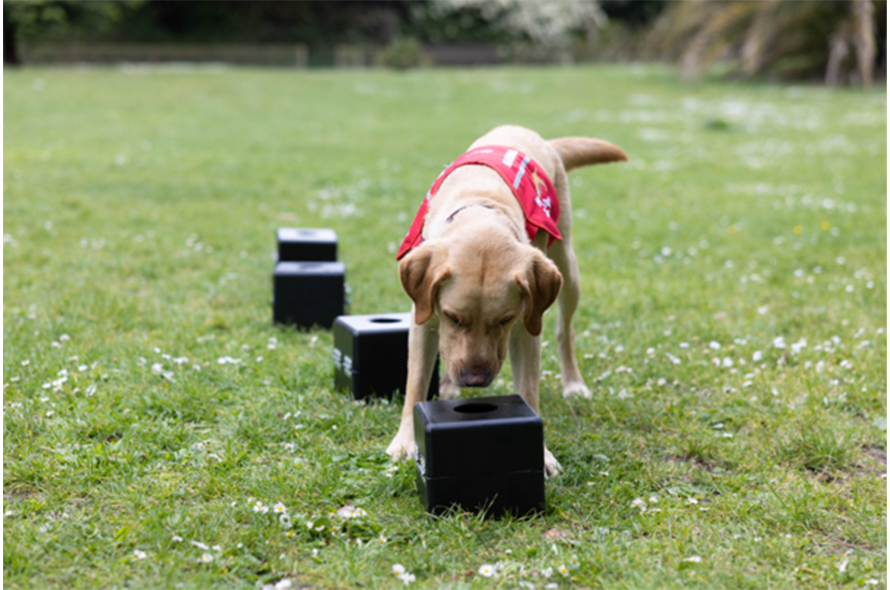 Dog looking at a black box.