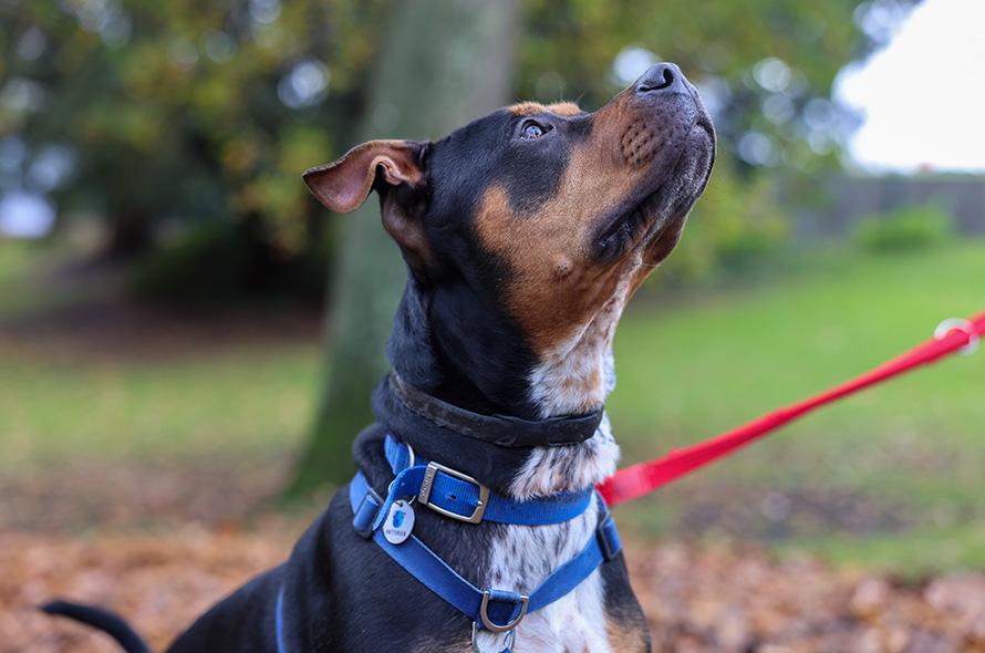 Dog looking up at someone