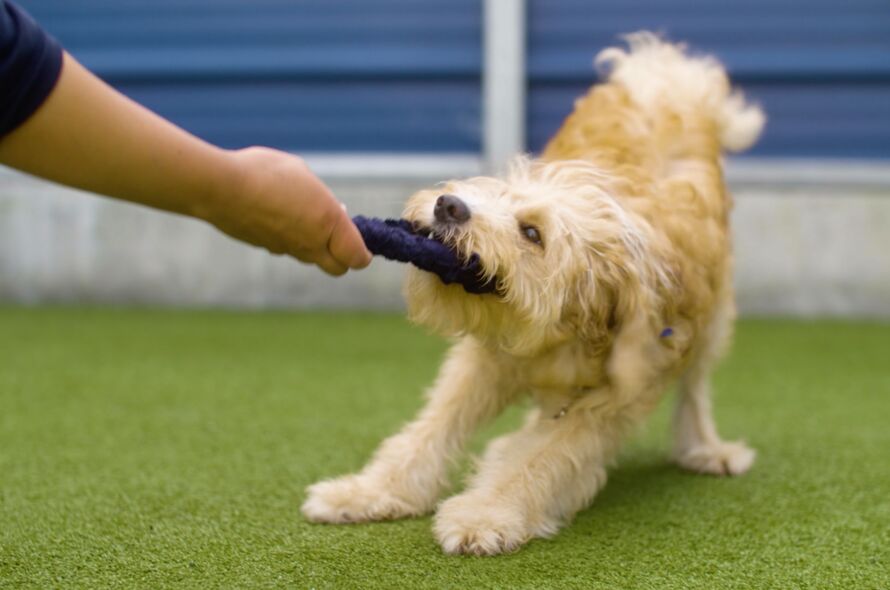 DIY dog enrichment projects for you and the kids