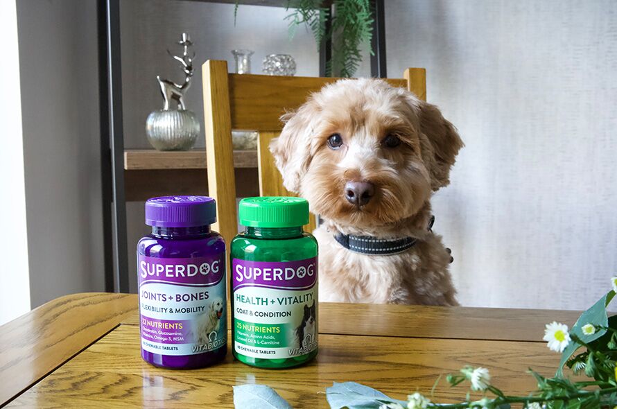 Dog sitting at a people in front of SuperDog vitamins.