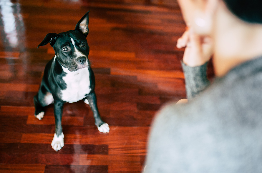 Dog sat whilst looking at a treat