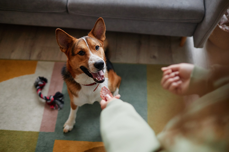 Dog sitting whilst owner has treat in their hand