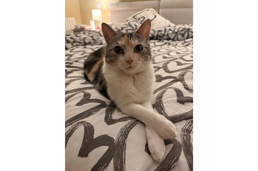 Ebba: Cat laying down on a bed