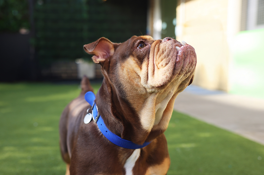 Effal French Bulldog Looking Up to the Right