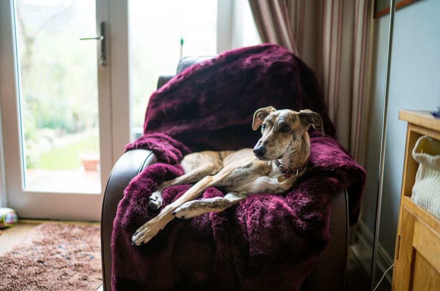 Lurcher sat in a sofa